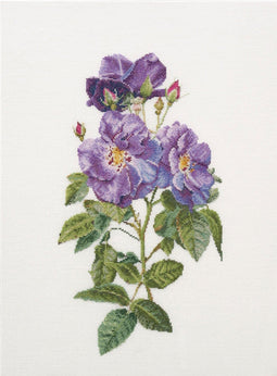 Rapsody in blue - Aida - 18 count - 413A