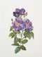 Rapsody in blue - Aida - 18 count - 413A