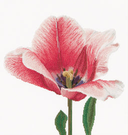 Pink Darwin Hybrid Tulip - Linen - 32 count - 518