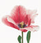 Pink Darwin Hybrid Tulip - Linen - 32 count - 518