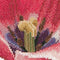 Pink Darwin Hybrid Tulip - Linen - 32 count - 518