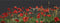 Poppies - Aida Black - 18 count - 546.05