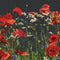 Poppies - Aida Black - 18 count - 546.05
