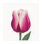 Red/White Triumph Tulip - Linen - 32 count - 517
