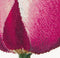 Red/White Triumph Tulip - Linen - 32 count - 517