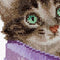 Sewing Basket Kitten - Aida - 16 count - 736A
