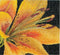 Lily - Aida - 18 count - 486A