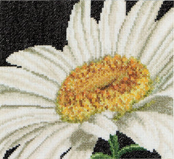 Marguerite - Aida - 18 count - 490A