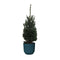 Picea glauca