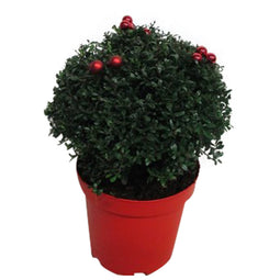 Ilex crenata Stokes X-mas