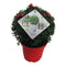 Ilex crenata Stokes X-mas