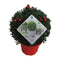 Ilex crenata Stokes X-mas