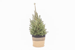 Picea glauca "Super Green" in plantenmand Sumatra Medium (Bela Arte)