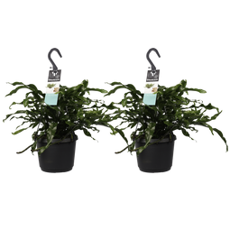 Decorum Duo Microsorum diversifolium