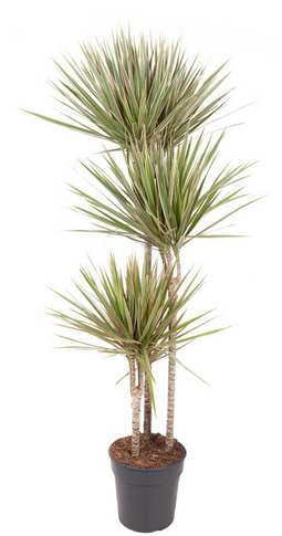 Dracaena Bicolor