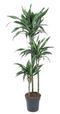 Dracaena Ulises