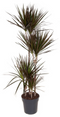 Dracaena Magenta
