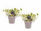 Decorum Duo Scindapsus N'joy met potten Anna Taupe