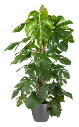 Monstera Deliciosa met mosstok (in ELHO Brussels Rond Antraciet)