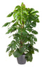 Monstera Deliciosa met mosstok (in ELHO Brussels Rond Antraciet)