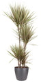 Dracaena marginata Bicolor (in ELHO Brussels Rond Antraciet)