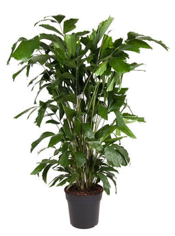 Caryota mitis