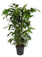 Caryota mitis