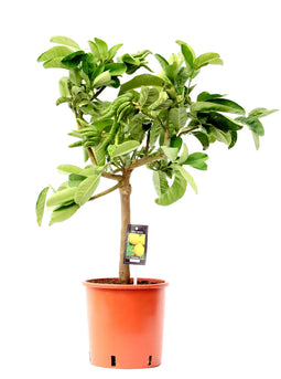 Citrus Hand of Buddha