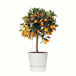 Citrus Kumquat in ELHO outdoor sierpot Greenville Rond (wit)