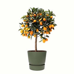 Citrus Kumquat in ELHO outdoor sierpot Greenville Rond (groen)