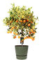 Citrus Variegata in ELHO outdoor sierpot Greenville Rond (groen)