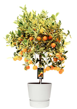 Citrus Variegata in ELHO outdoor sierpot Greenville Rond (wit)