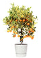 Citrus Variegata in ELHO outdoor sierpot Greenville Rond (wit)