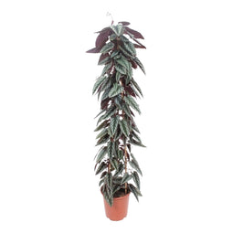 Cissus discolor (piramide)