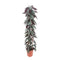 Cissus discolor (piramide)
