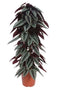 Cissus discolor (piramide)