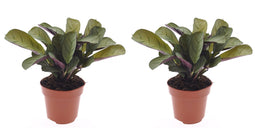Duo Ctenanthe Amagris