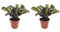 Duo Ctenanthe Amagris