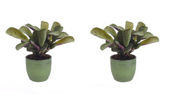Duo Ctenanthe Amagris in keramiek