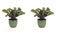 Duo Ctenanthe Amagris in keramiek