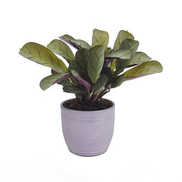 Ctenanthe Amagris in keramiek