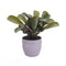 Ctenanthe Amagris in keramiek