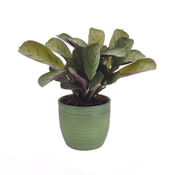 Ctenanthe Amagris in keramiek