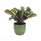 Ctenanthe Amagris in keramiek