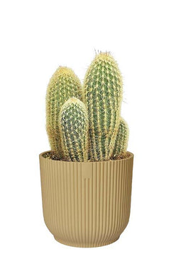 Espostoa Lanata in ELHO sierpot Vibes (botergeel)