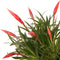 Multiflower Astrid double