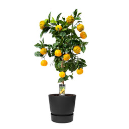 Citrus Canaliculata in ELHO outdoor sierpot Greenville Rond (zwart)