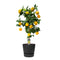 Citrus Canaliculata in ELHO outdoor sierpot Greenville Rond (zwart)