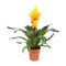 Vriesea Intenso Yellow single