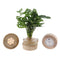 Monstera in Kingston Glas + Houten led voet